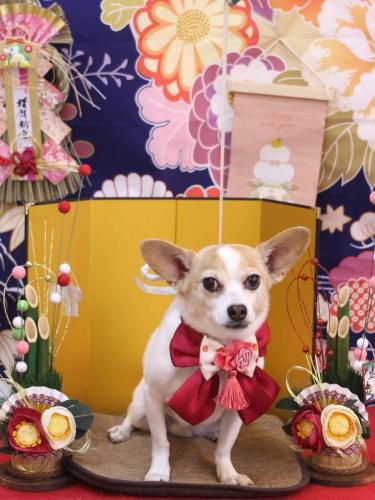 20240127うにちゃん